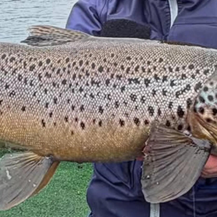 Responsible fish handling during catch and release